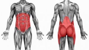 diagram of core muscles